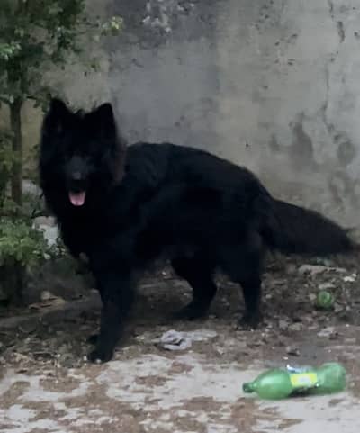 Black shepherd male imported lines