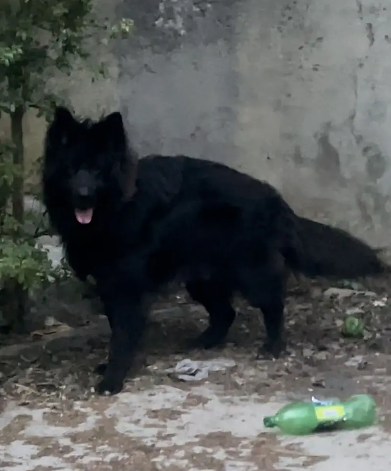 Black shepherd male imported lines