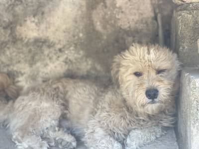 White poddle dog