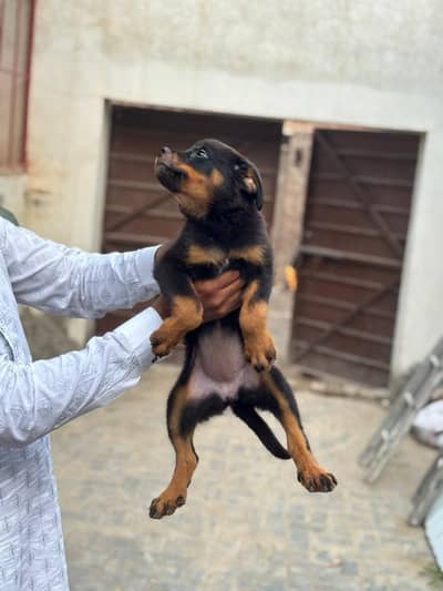 home breed