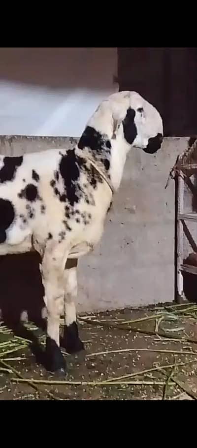 urgent sale Paiso ki need hai