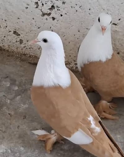 karbali kabootar