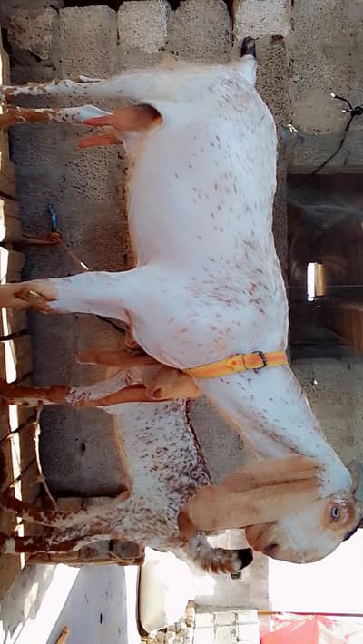 makhi chini bakri