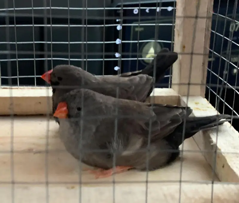 NG Charcoal finches