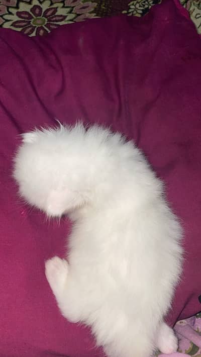 pure persion kitten