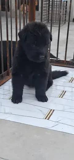 German Shepherd/GSD  PUPES PUP