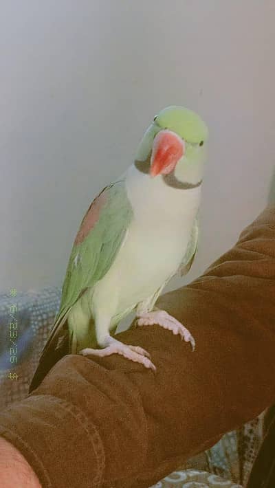 Raw Parrot