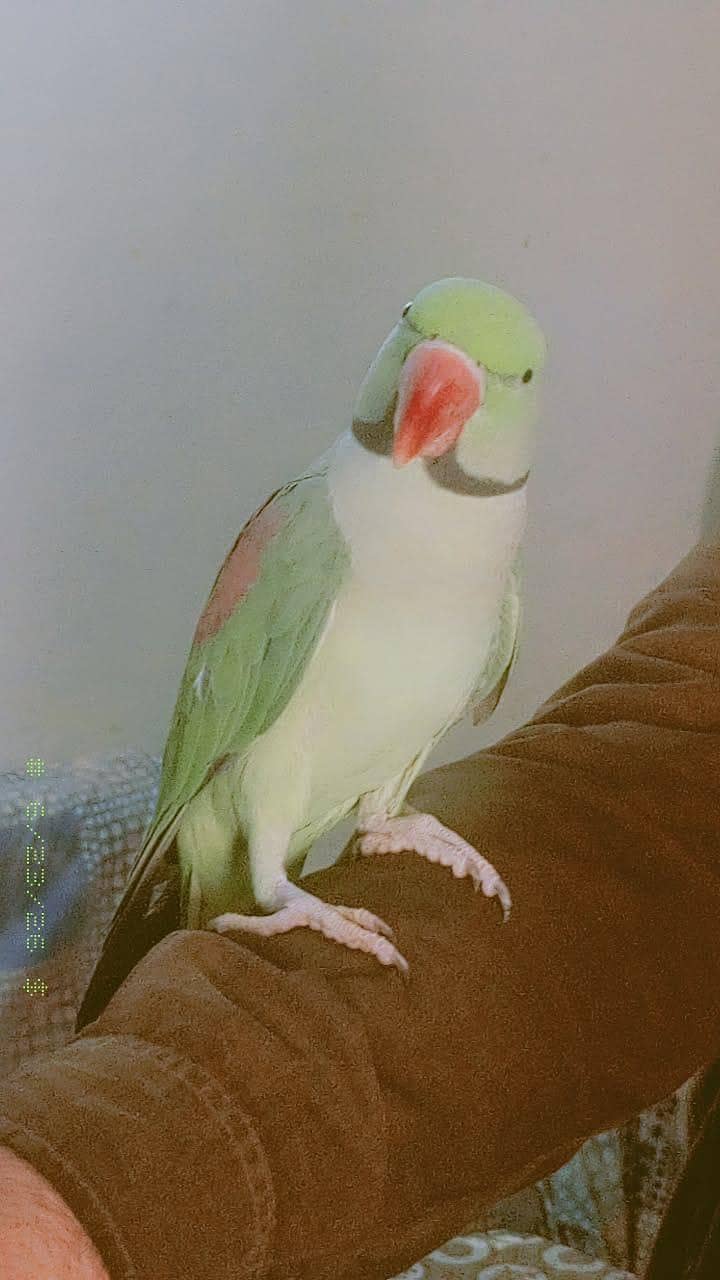 Raw Parrot 0