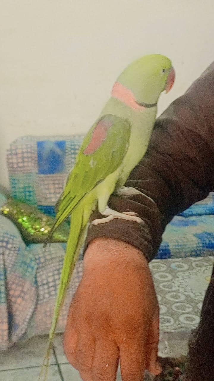 Raw Parrot 1