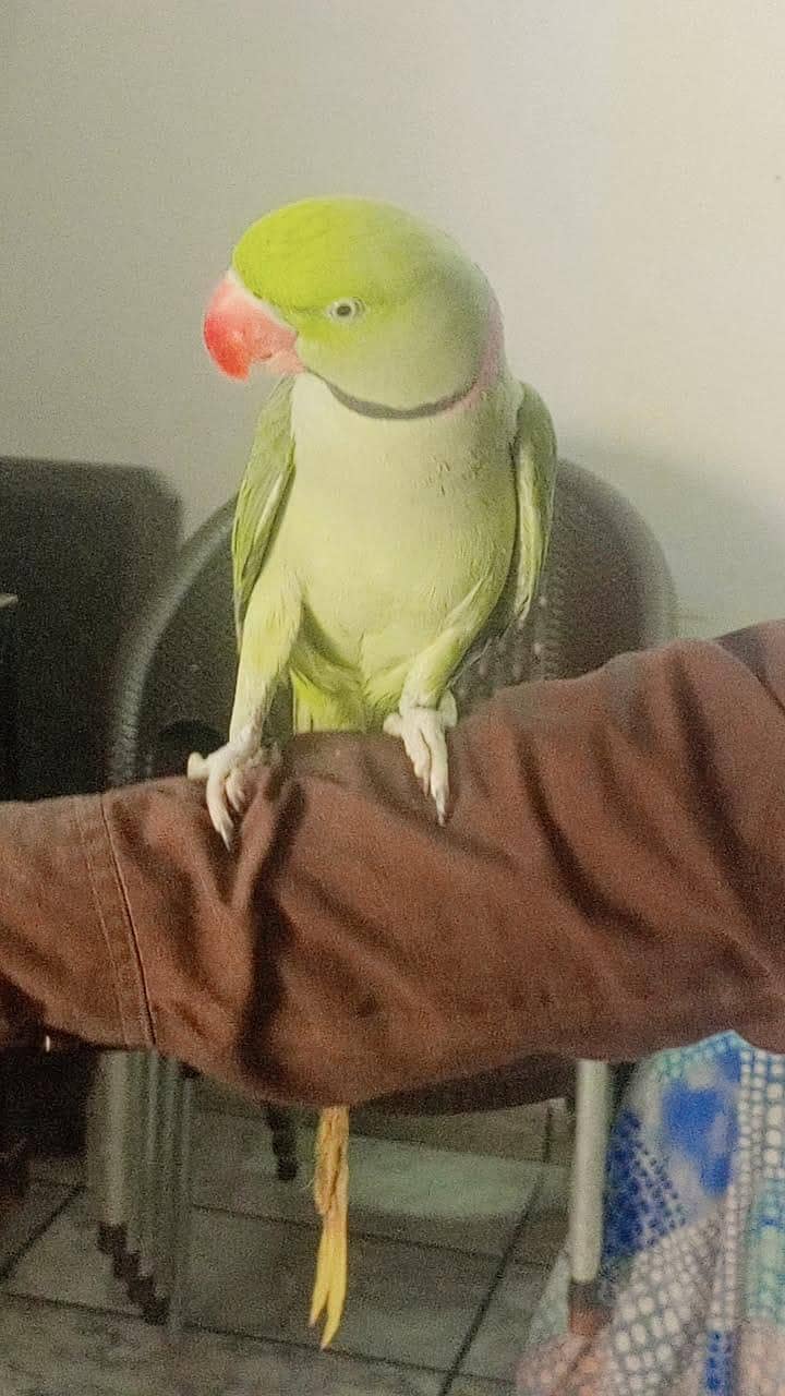 Raw Parrot 2