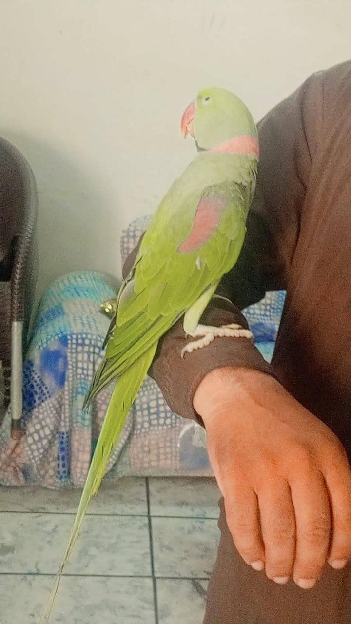 Raw Parrot 3
