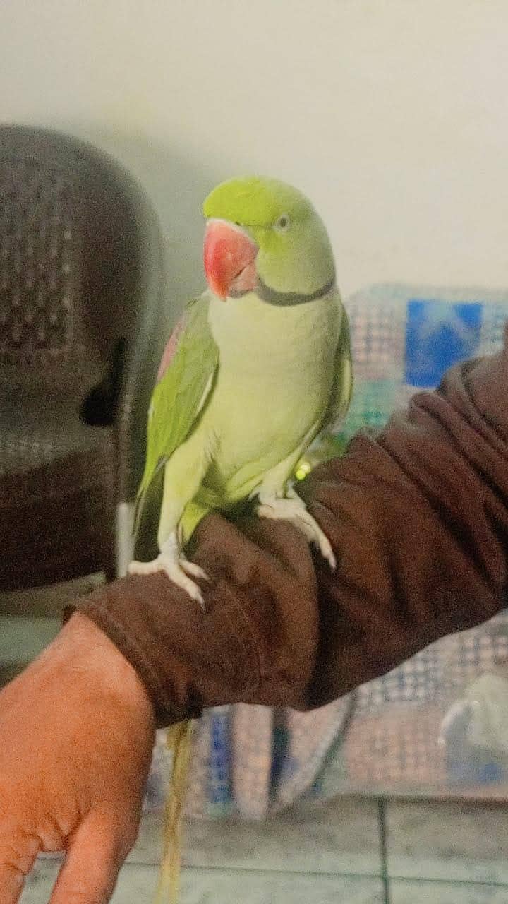 Raw Parrot 4