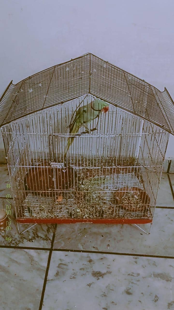Raw Parrot 5
