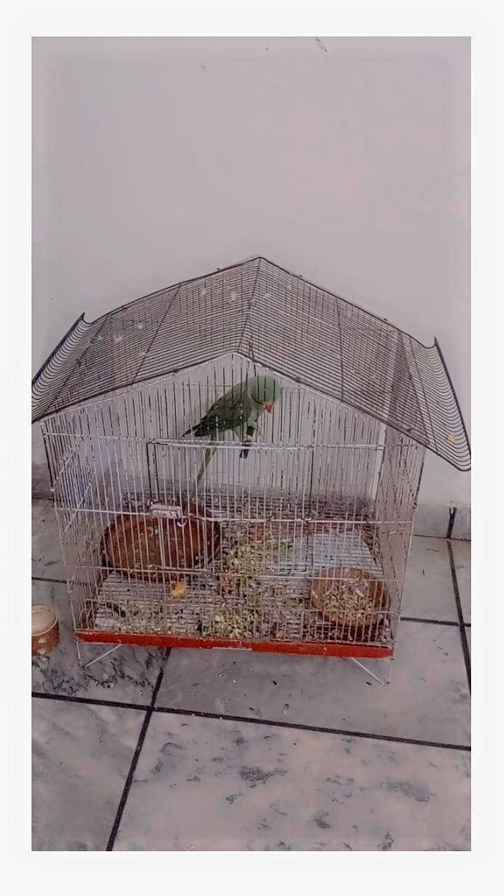Raw Parrot 6