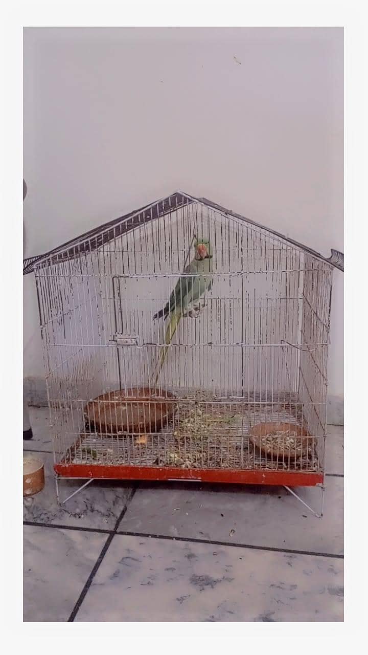 Raw Parrot 7