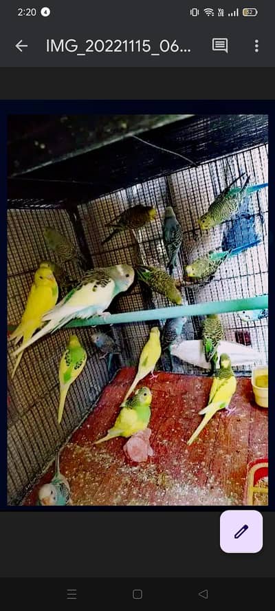 Budgie Australian parrot , Adult, Adult breeder pair, phaty available