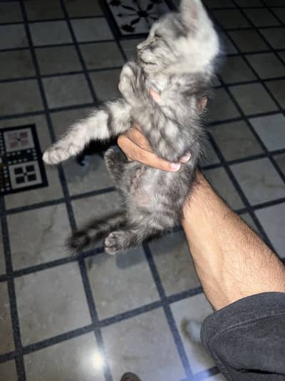  Premium Persian Longcoat Kitten For Sale 