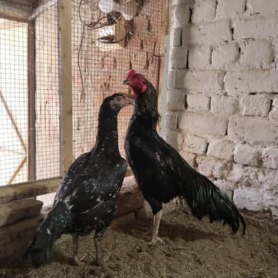 ASEEL pair For sale