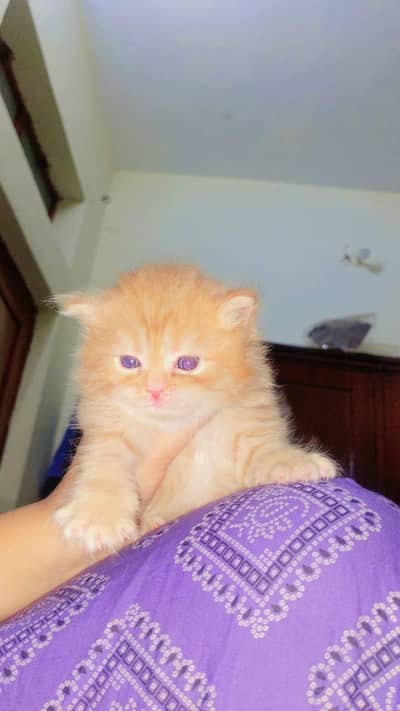 Persian kitten for sale