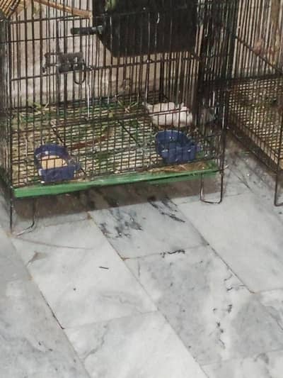 Finches Pairs