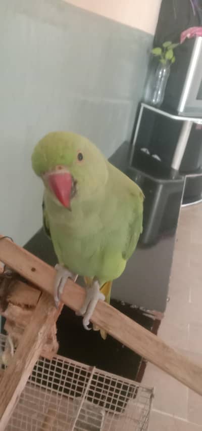 Green Parrots Pair Available for sale near  Ziauddian hospital Clifton