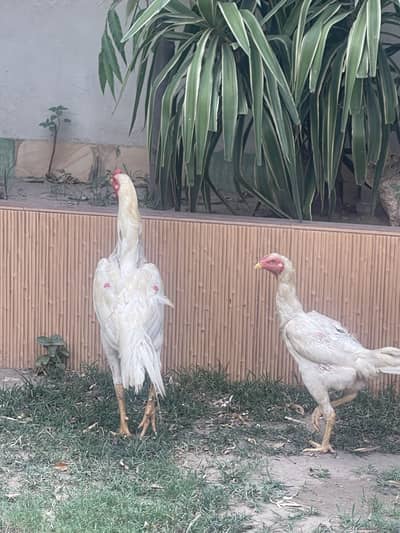Aseel shamo pair 1saal +age hai