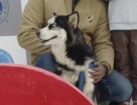 siberian husky female  available for sale