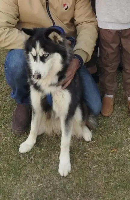 siberian husky female  available for sale — photo 3