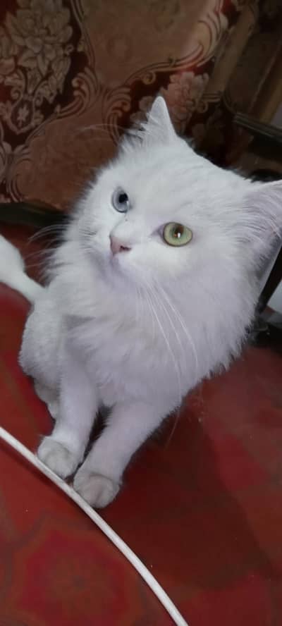 2 cats male and female