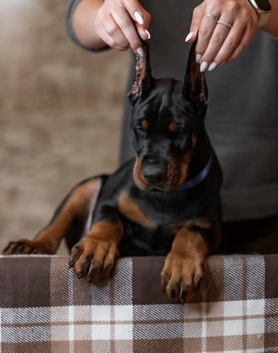 Imported Doberman Puppy | Strong Guard & Family Protection Dog