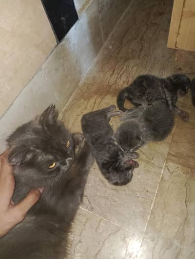 German shepherd puppies for sale