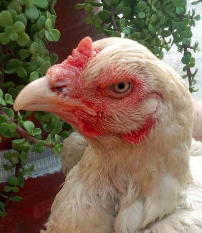 Pure Heera Aseel Breeder Murgi - Snow White, Strong Bones