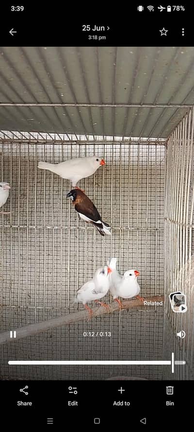 2 Males Available