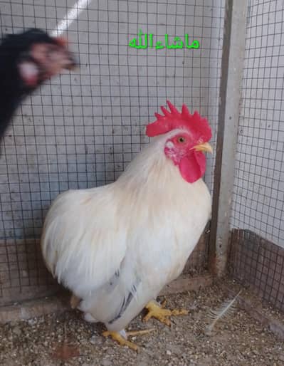 Bantam Male/Cock