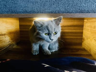 Persian