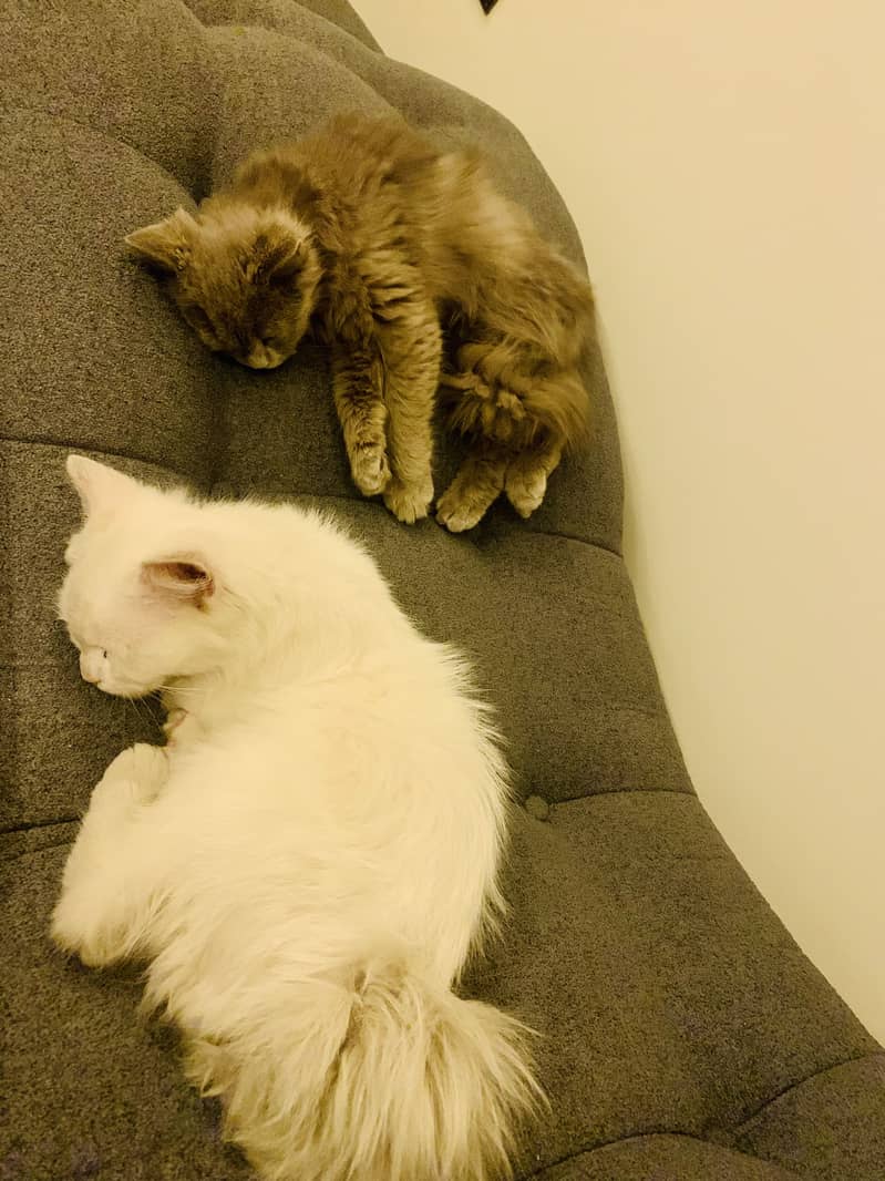 Persian 1