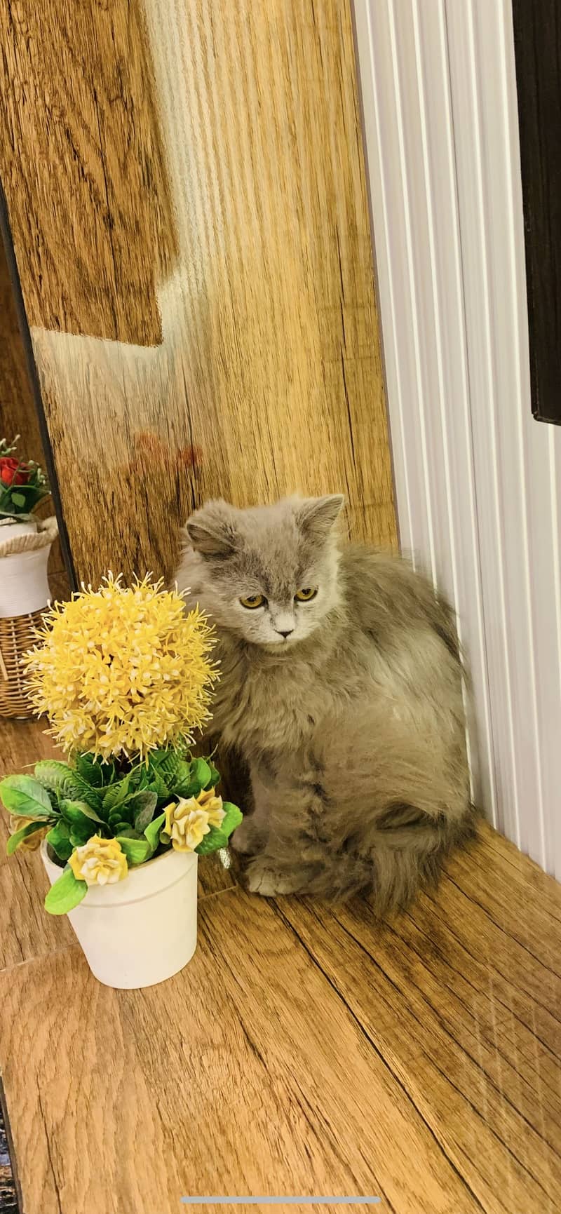 Persian 2