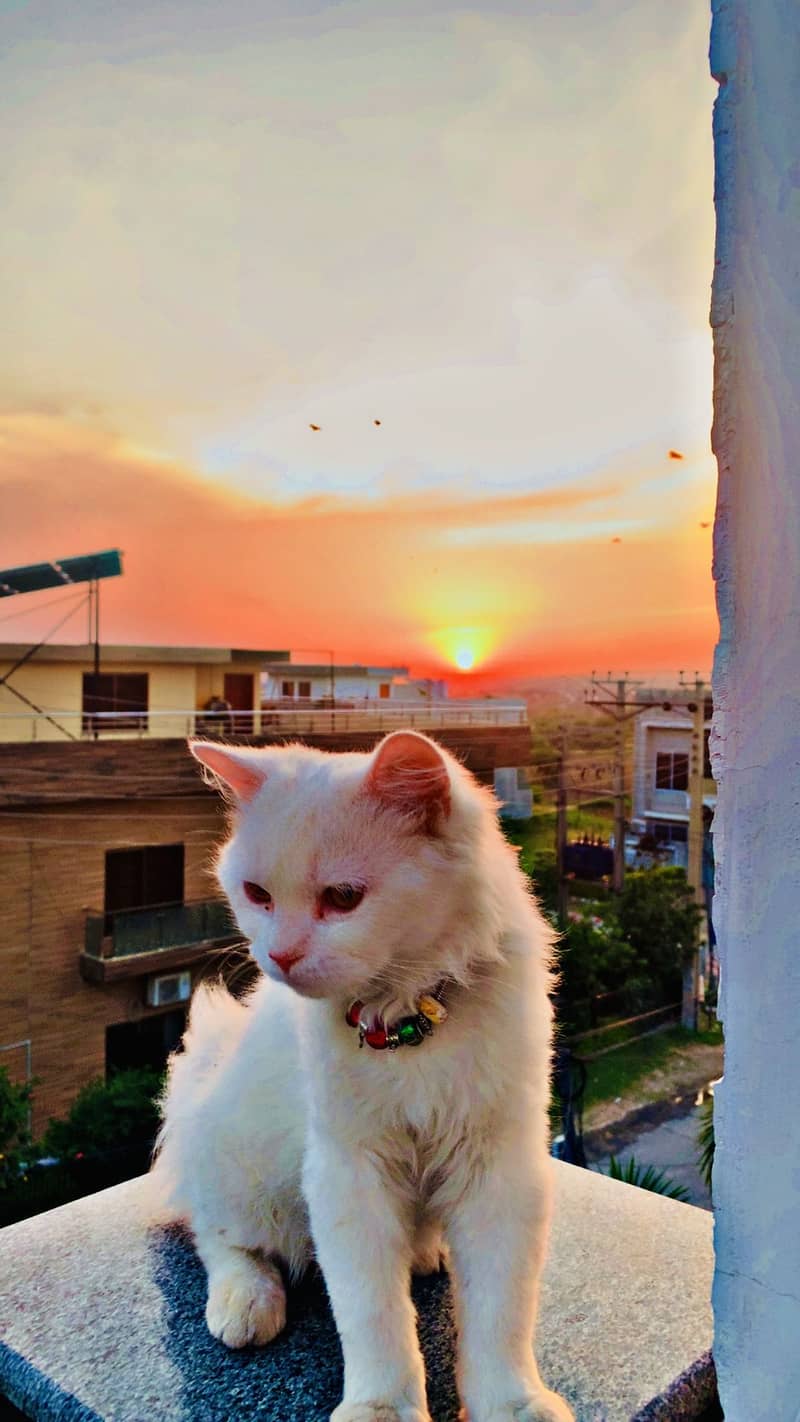 Persian 3