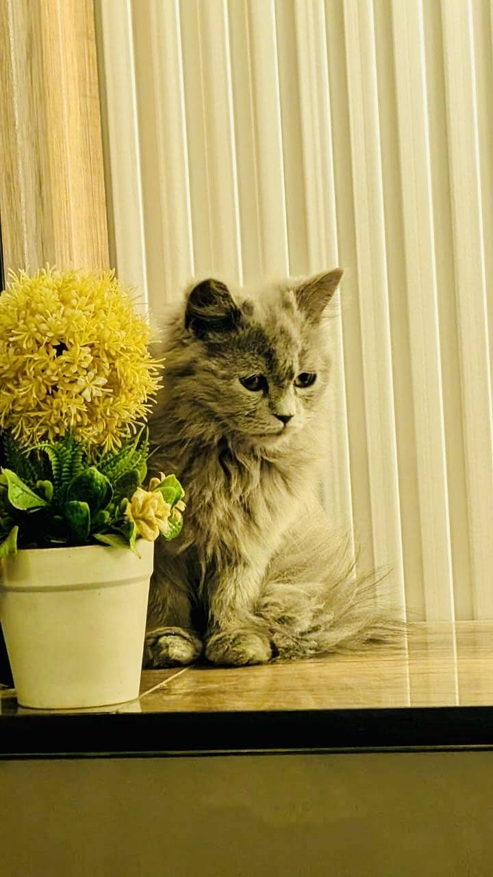 Persian 4