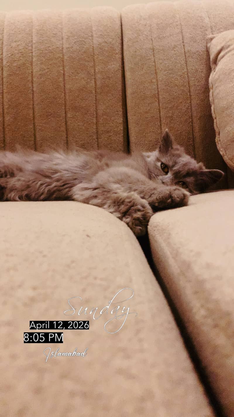 Persian 5