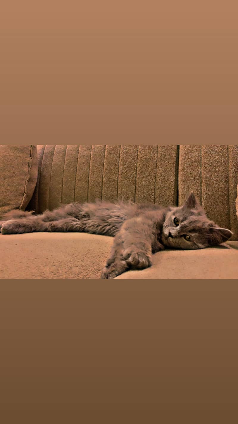 Persian 6