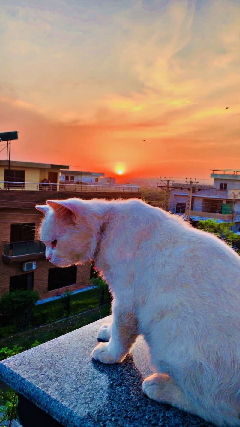Persian 7