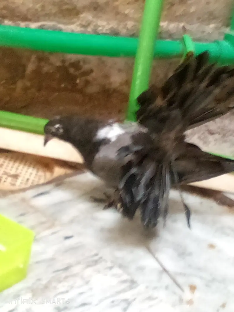 lucky pigeon pathay — photo 3