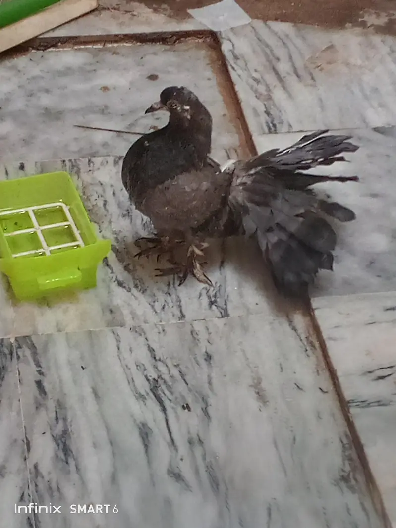 lucky pigeon pathay — photo 4
