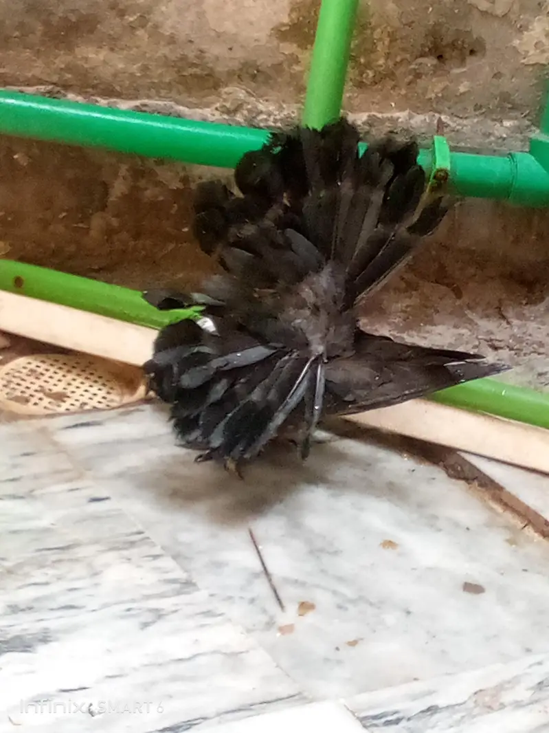 lucky pigeon pathay — photo 5