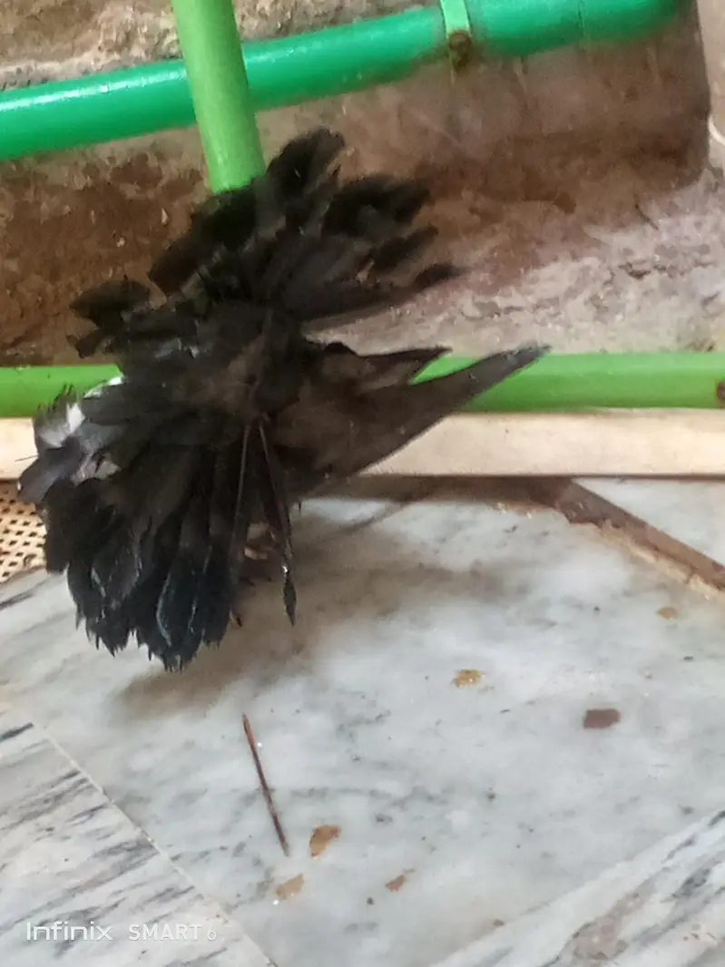 lucky pigeon pathay — photo 6