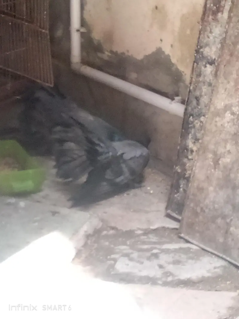 lucky pigeon pathay — photo 8