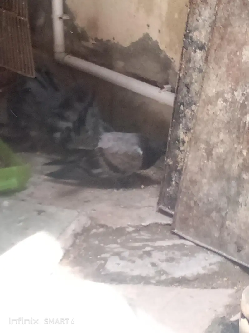 lucky pigeon pathay — photo 9
