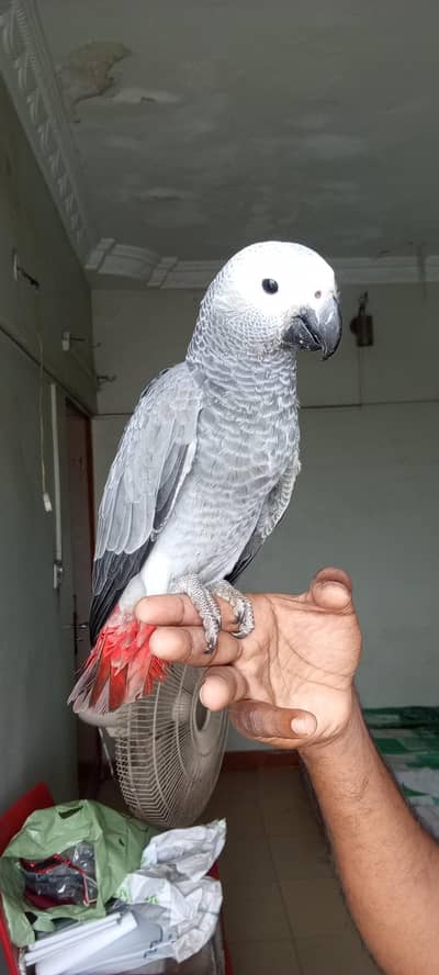 African grey parrot chick