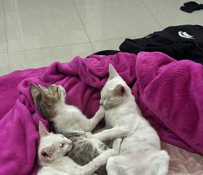 Kittens / cats for adoption